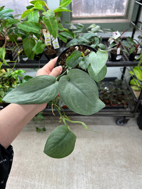Scindapsus Lucens 4