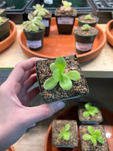 Load image into Gallery viewer, Pinguicula gigantea