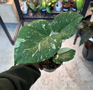 Monstera deliciosa Thai Constellation 4"