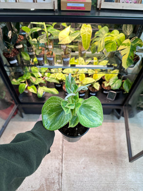 Peperomia Raindrop Variegata 4