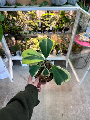 Hoya Kerrii Albomarginata Variegata 3