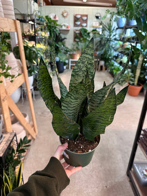 Sansevieria zeylanica superba 6