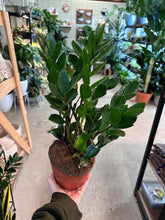 Load image into Gallery viewer, Zamioculcas zamiifolia 6&quot; - ZZ Plant