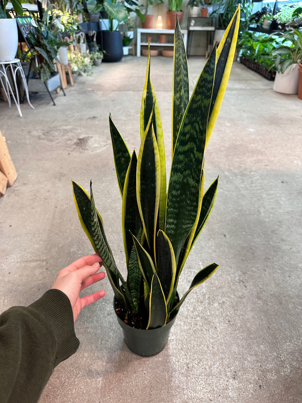 black and gold sansevieria Sansevieria Black Gold 6"