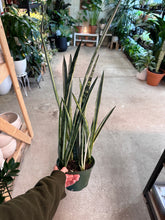 Load image into Gallery viewer, Sansevieria &#39;Bantel&#39;s Sensation&#39; 6&quot; - Snake Plant