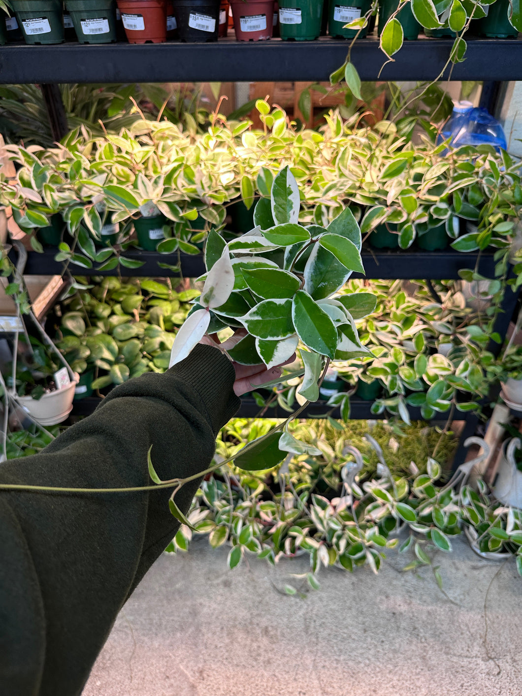 Hoya carnosa 'Krimson Queen' 4