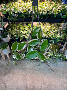 Hoya Krimson Queen 6" HB