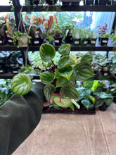 Load image into Gallery viewer, Peperomia Watermelon 4&quot;