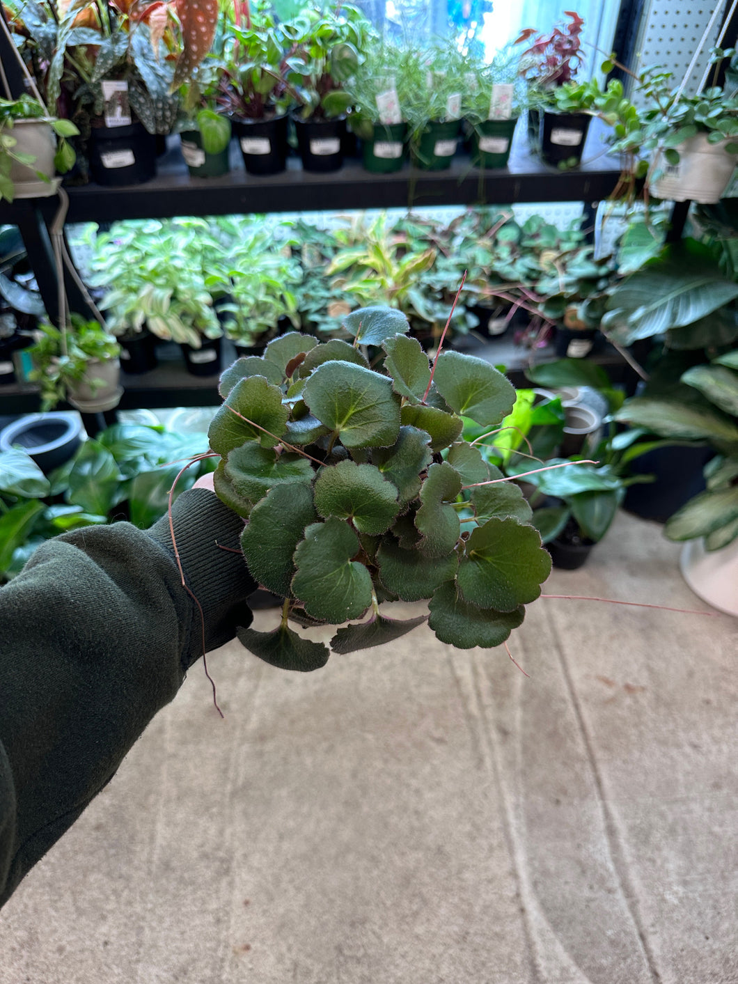 Saxifraga stolonifera 4