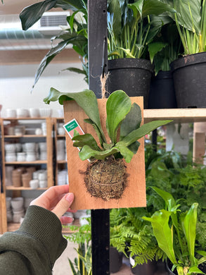 Platycerium sp. mounted - Mounted Staghorn Fern