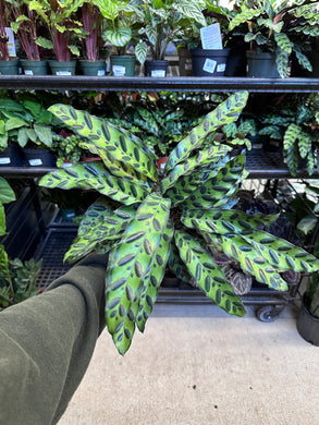 Calathea 'lancifolia' 6