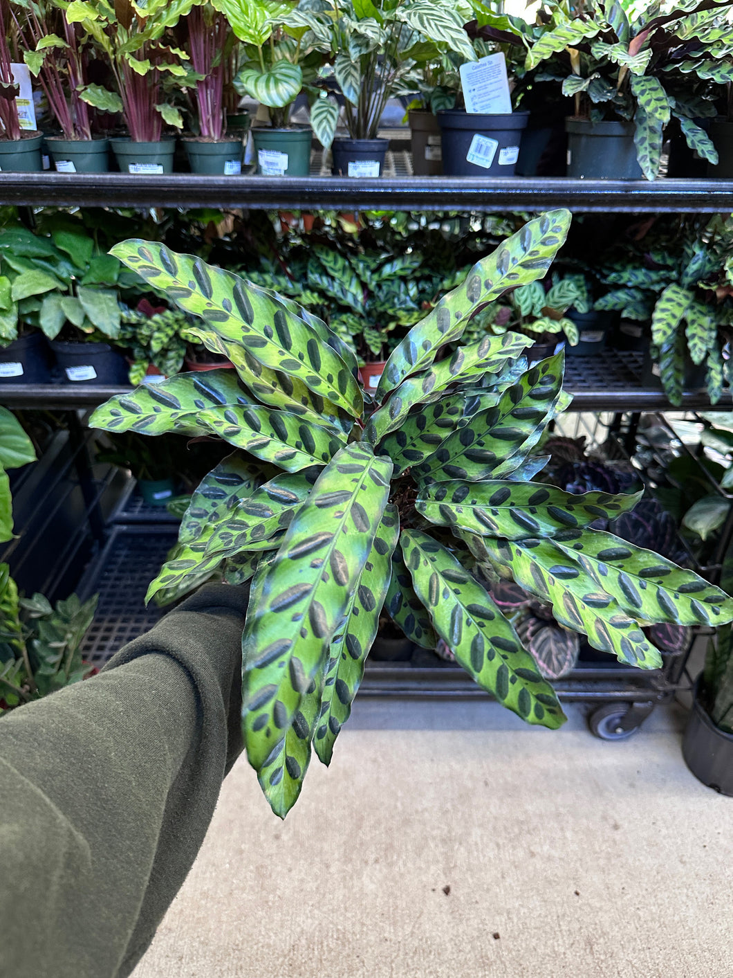 Calathea 'lancifolia' 6