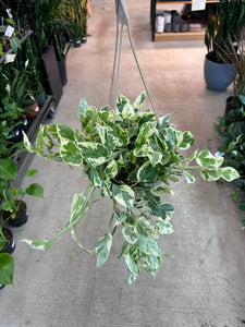 Epipremnum 'Pearls n Jade' 8" HB - Pearls n Jade Pothos