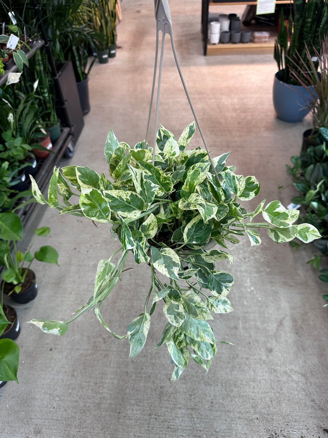Epipremnum 'Pearls n Jade' 8