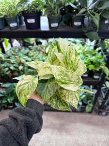 Epipremnum Snow Queen 4" - Snow Queen Pothos