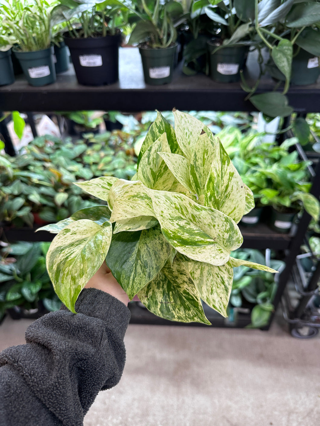 large snow queen pothos Epipremnum Snow Queen 4"
