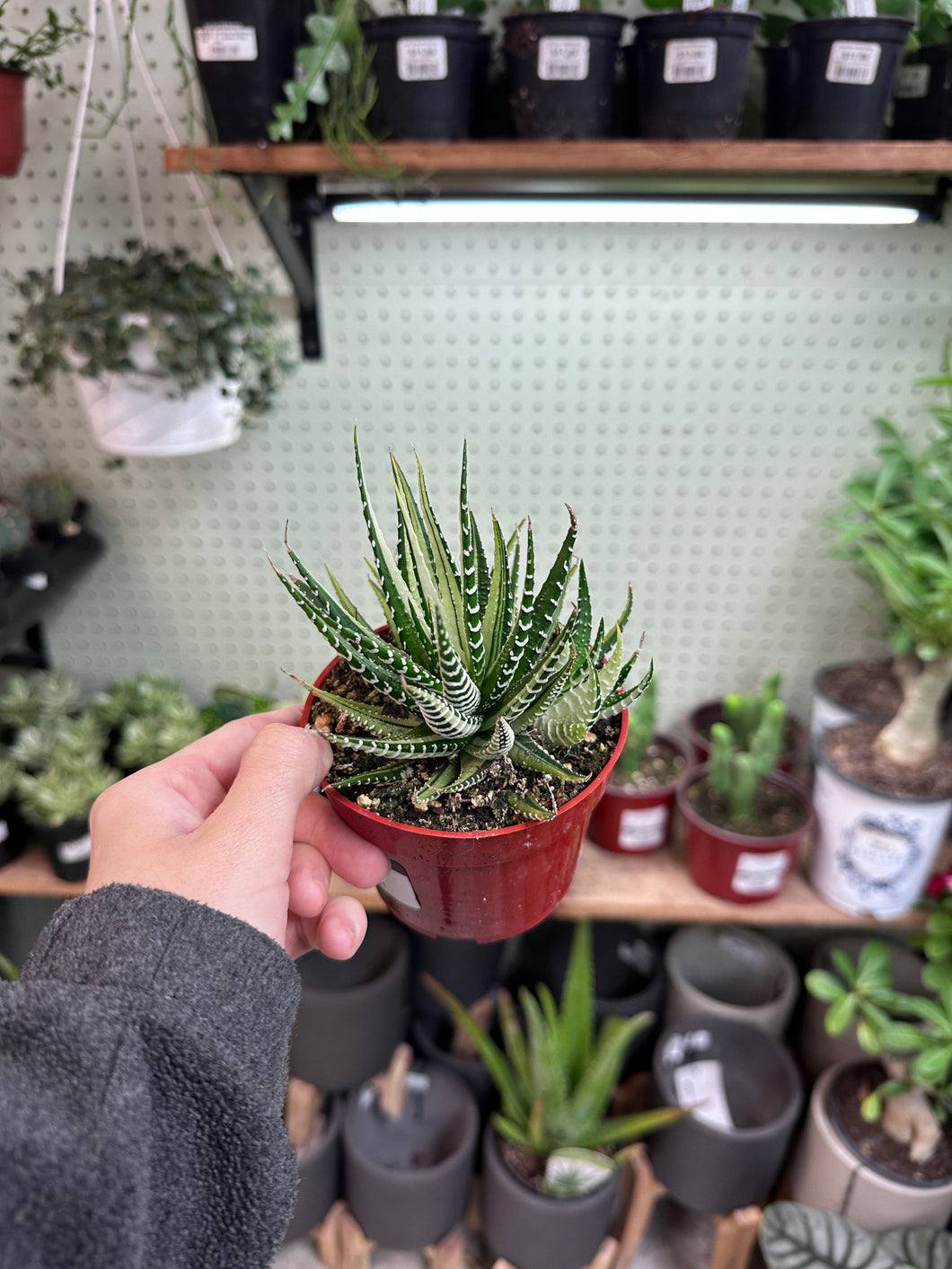 Haworthia attenuata f. variegata 4