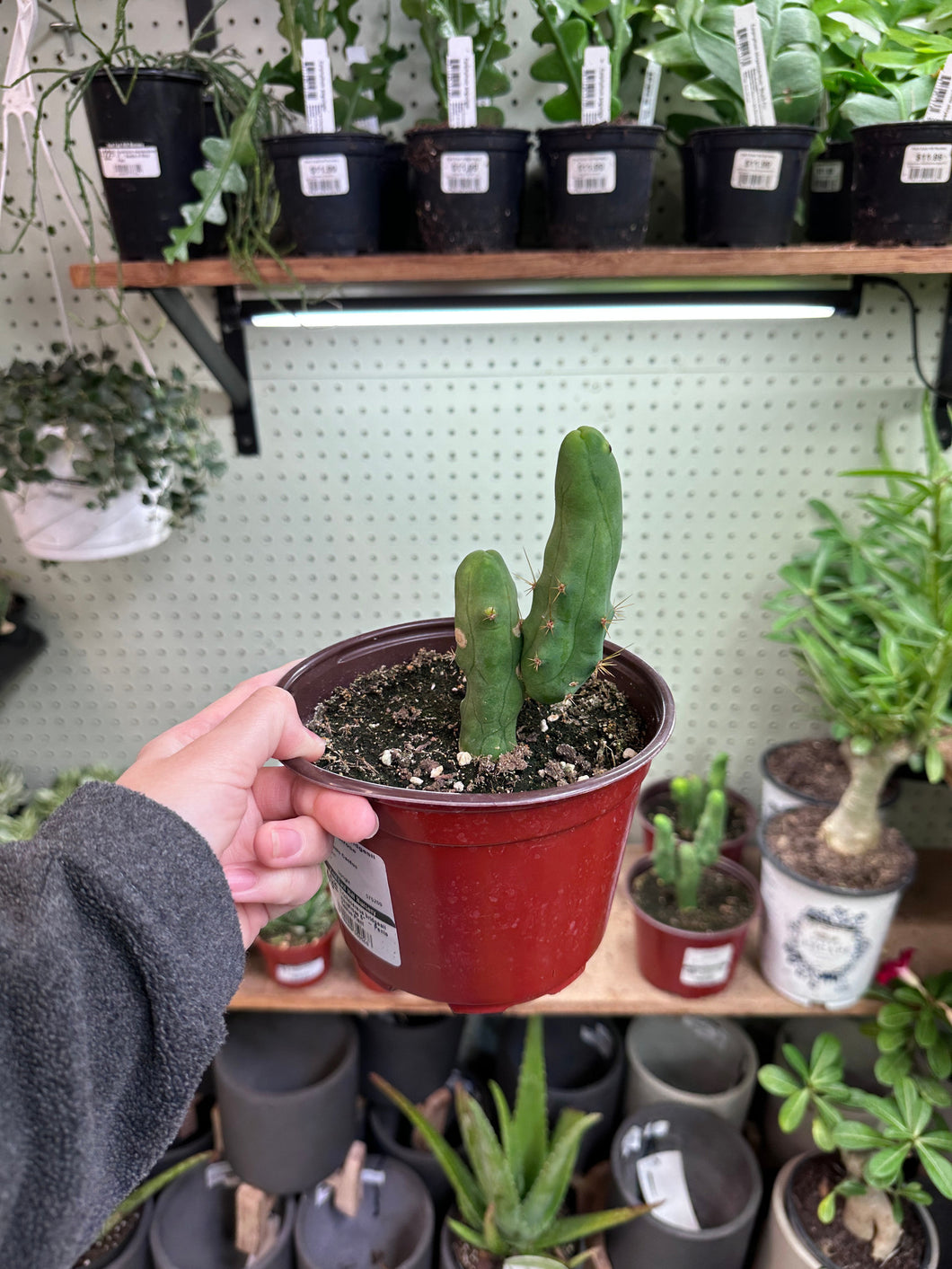 Trichocereus bridgesii monstrose 4