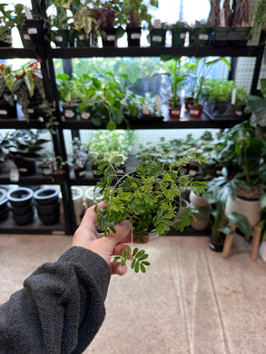 Mimosa pudica 4
