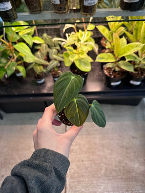Philodendron Melanochrysum 2