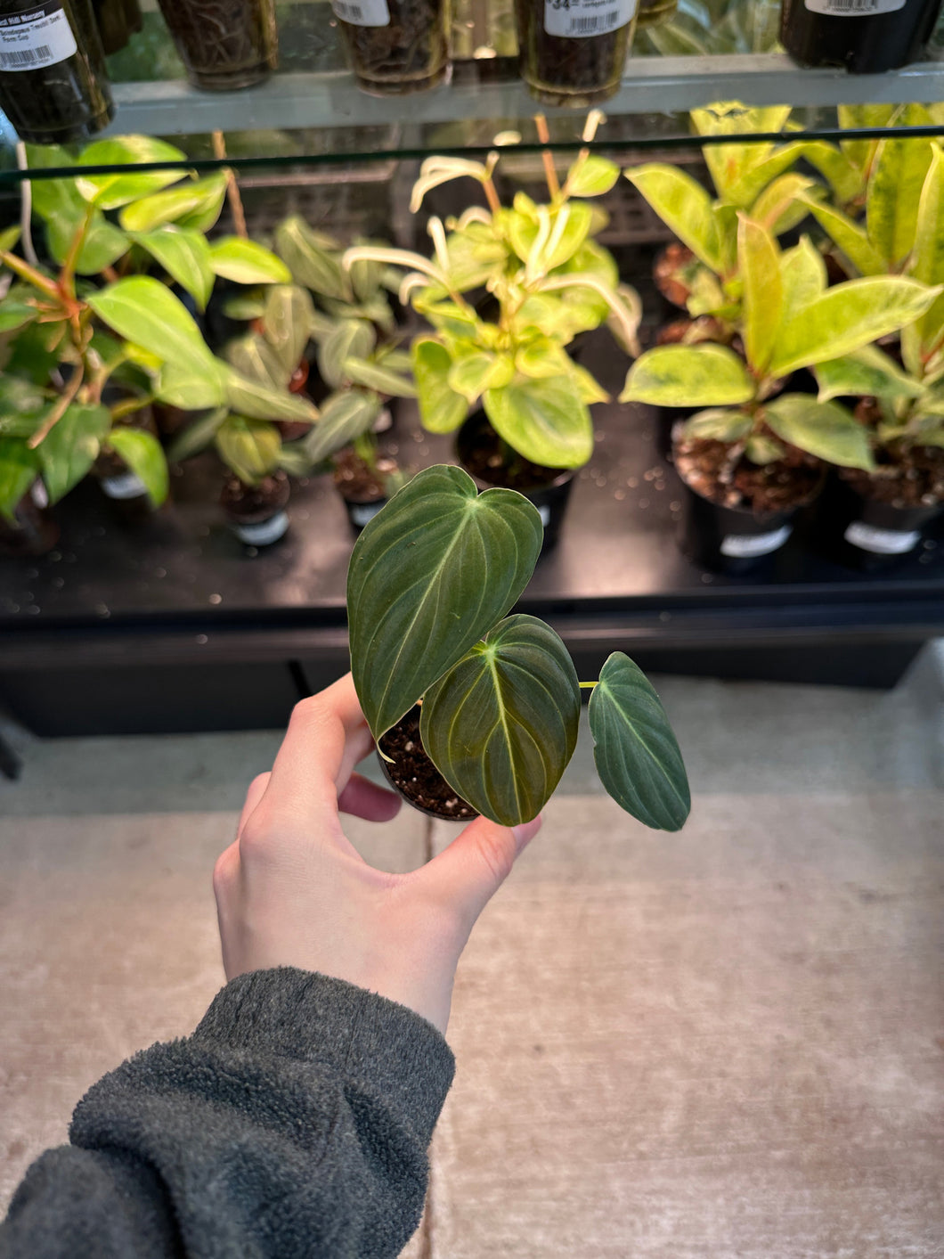 Philodendron Melanochrysum 2