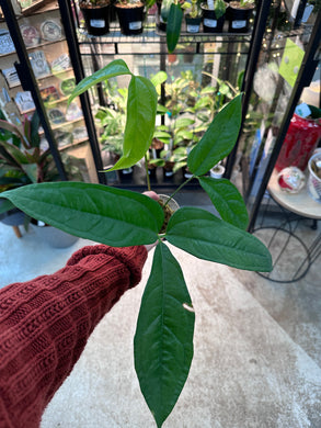 Anthurium pseudoclavigerum cup