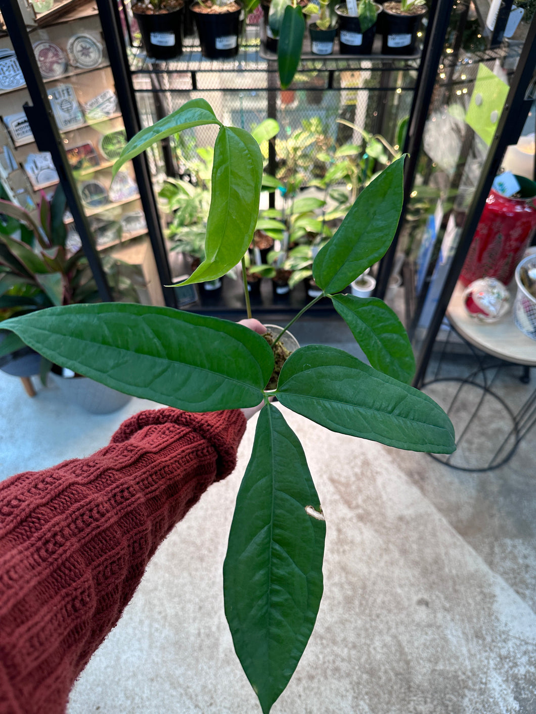 Anthurium pseudoclavigerum cup