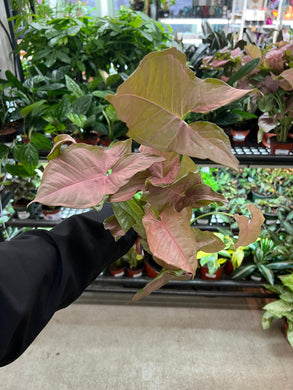 Syngonium Neon 4