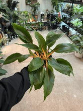 Load image into Gallery viewer, Chlorophytum Mandarin Orange 6&quot; - Spider Plant