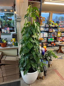 Epipremnum pinnatum albo variegata totem 14"