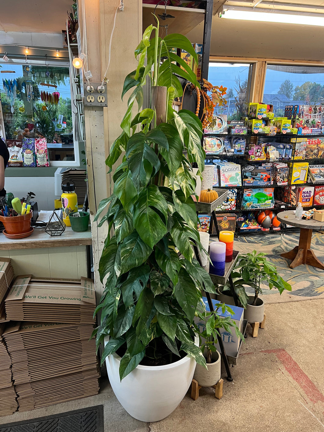 pothos epipremnum pinnatum albo variegata Epipremnum pinnatum albo variegata totem 14" – Kent East Hill Nursery