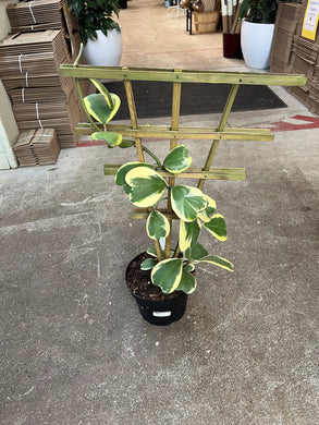 Hoya Kerrii Variegata 8