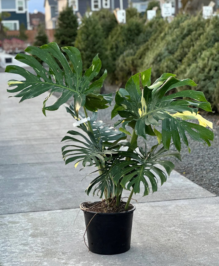 monstera thai constellation mature Monstera Thai Constellation 14"